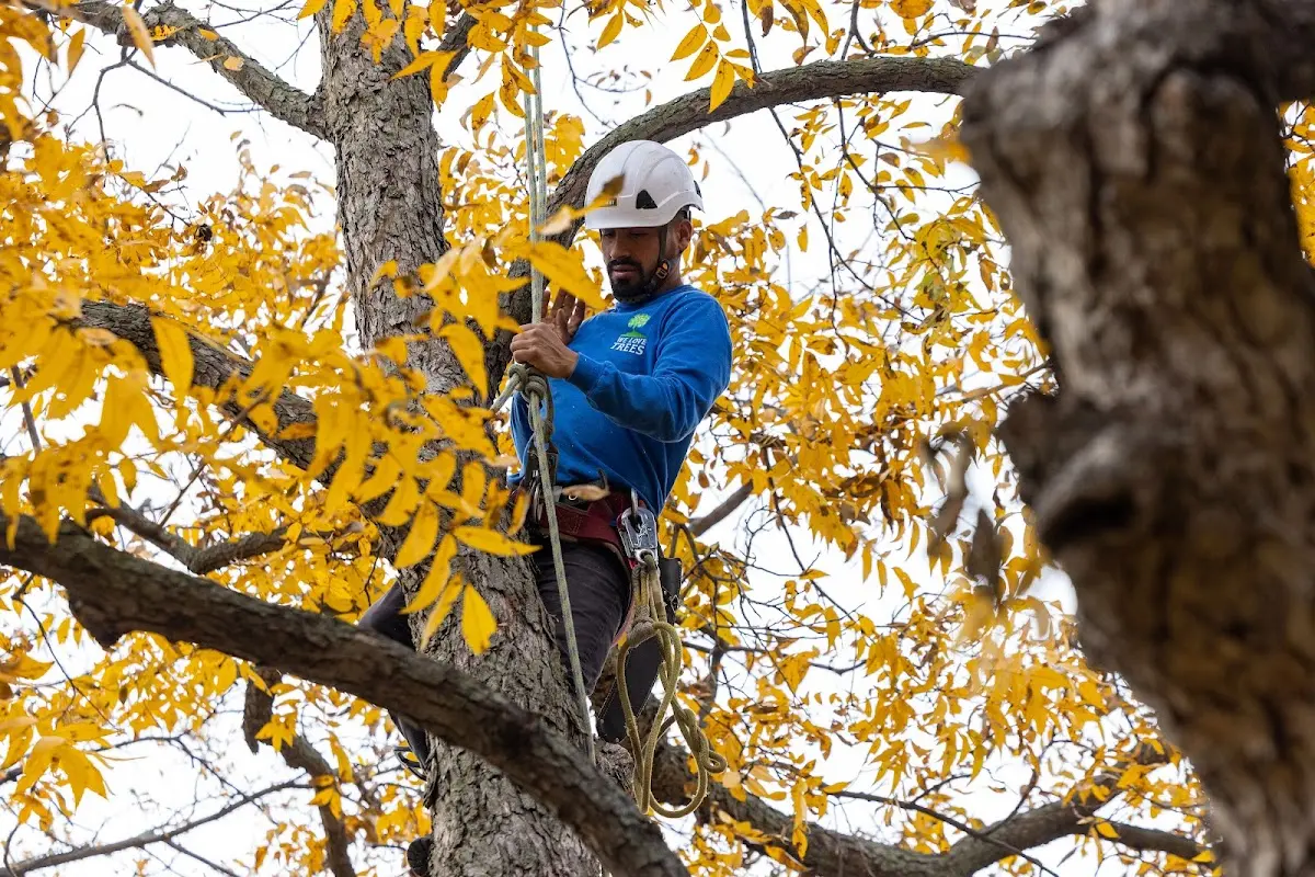 Skilled Storm Damage Cleanup crew working in Fremont